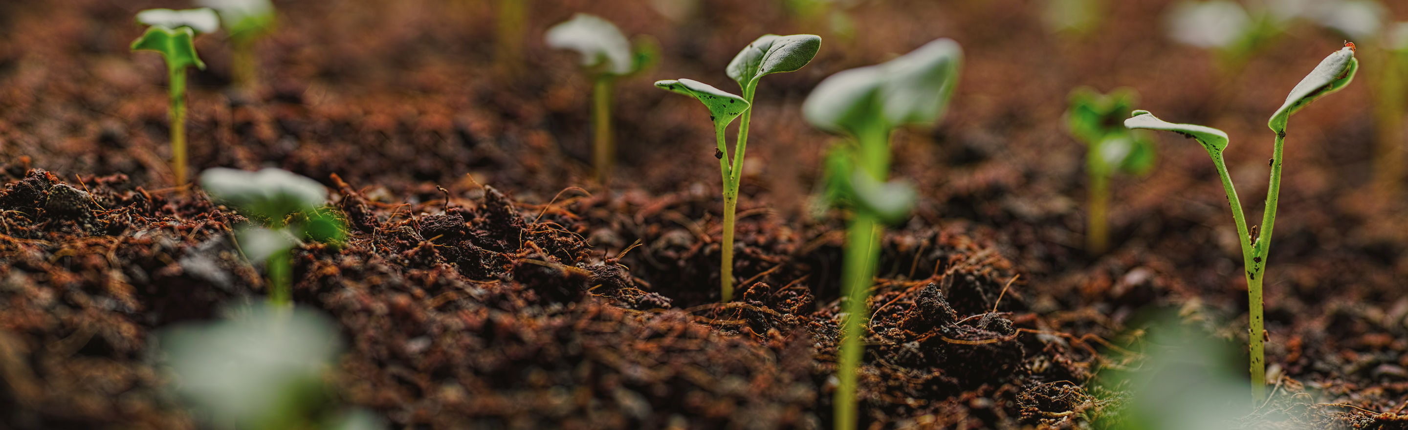 Fresh sprouts emerging from soil